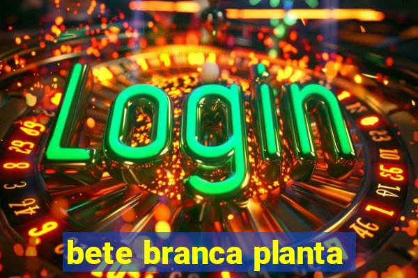 bete branca planta